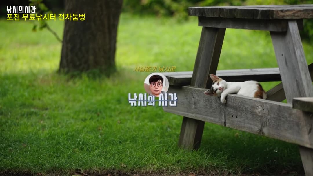 야외 나무 벤치에 누워 쉬고 있는 고양이와 화면 중앙의 채널 로고